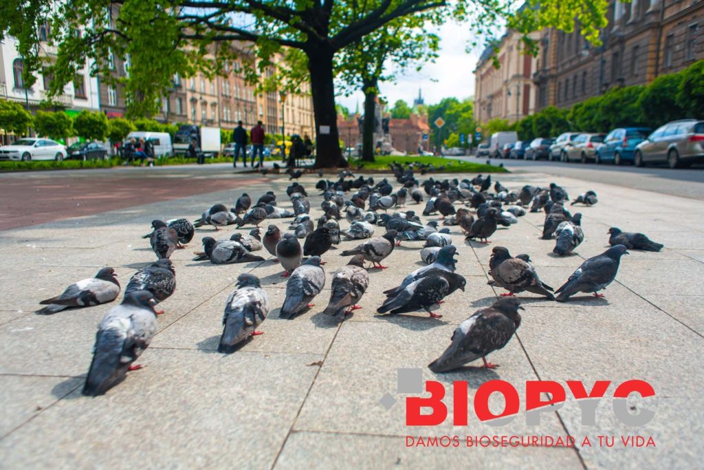 Foto de control de aves en fraga