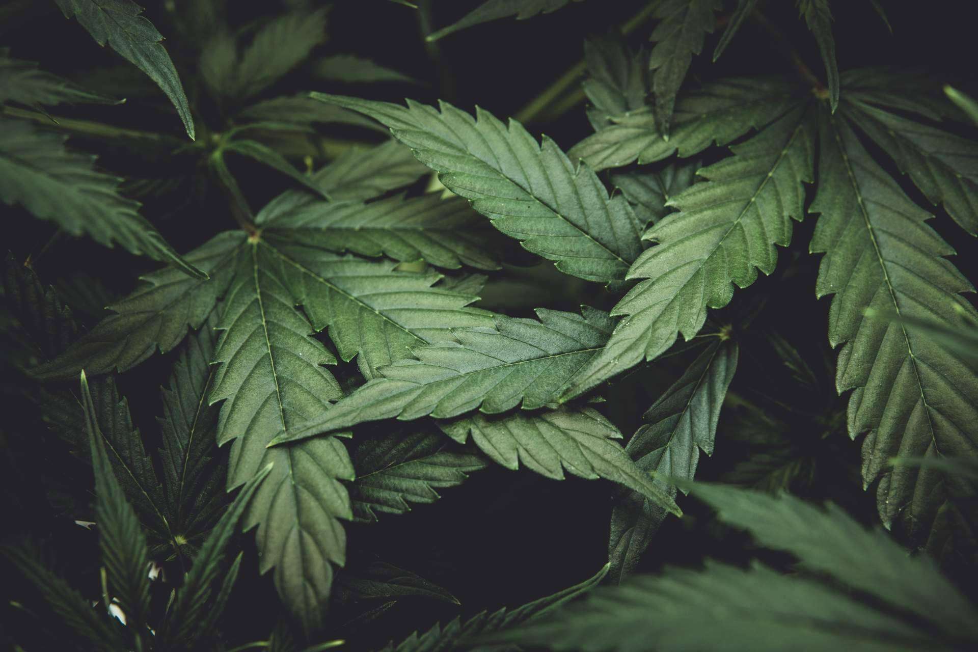 CBD, el componente estrella en productos de calidad de la empresa Sportnaturae