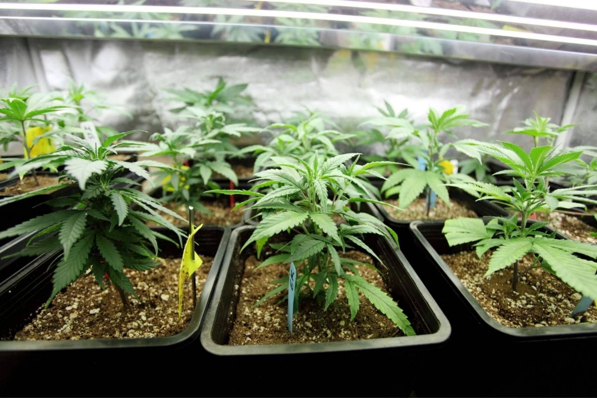 Comprar CBG es posible en De Pata Verde