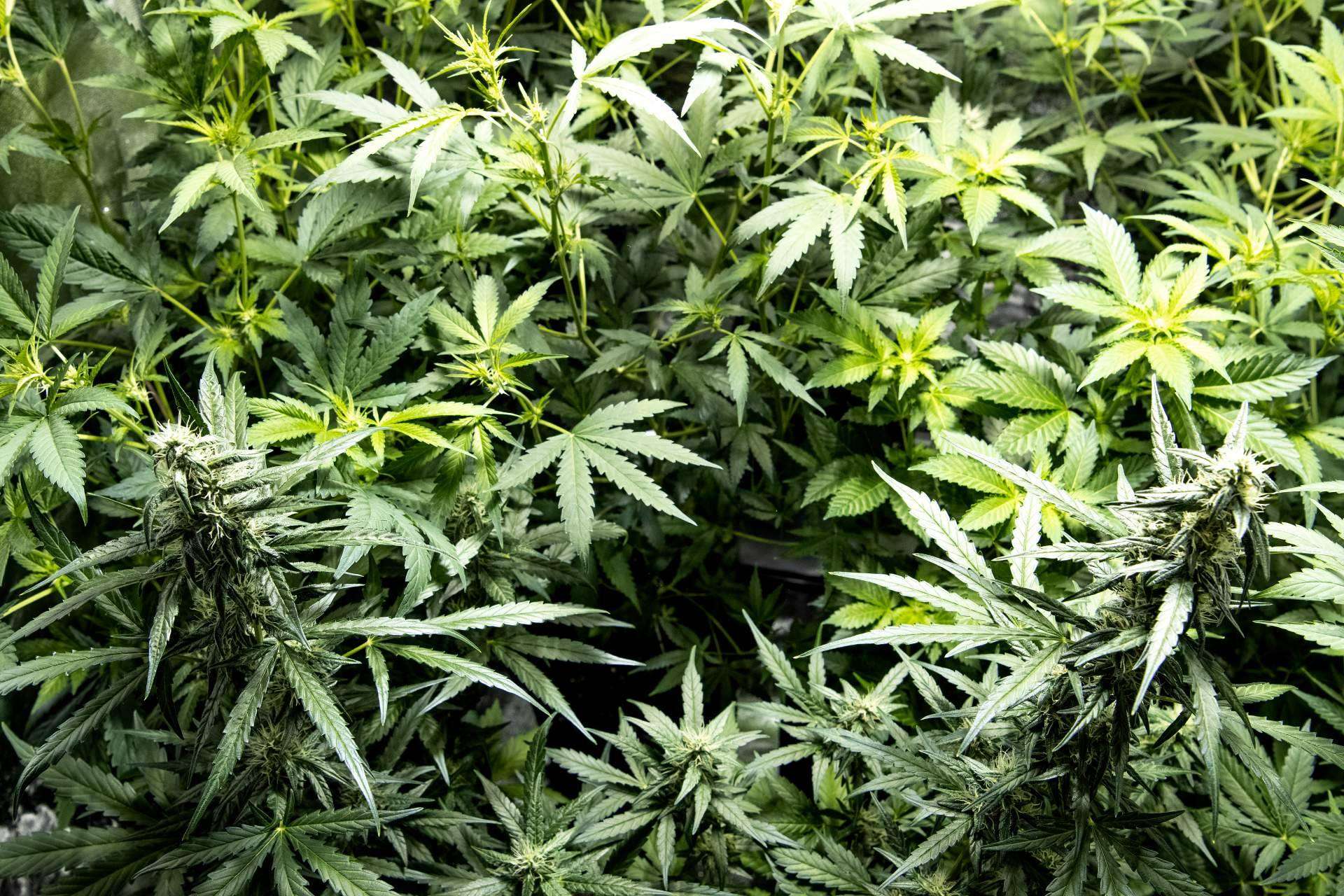 Armarios de cultivo interior para cualquier tipo de cultivo, en la tienda Tecnocultivo