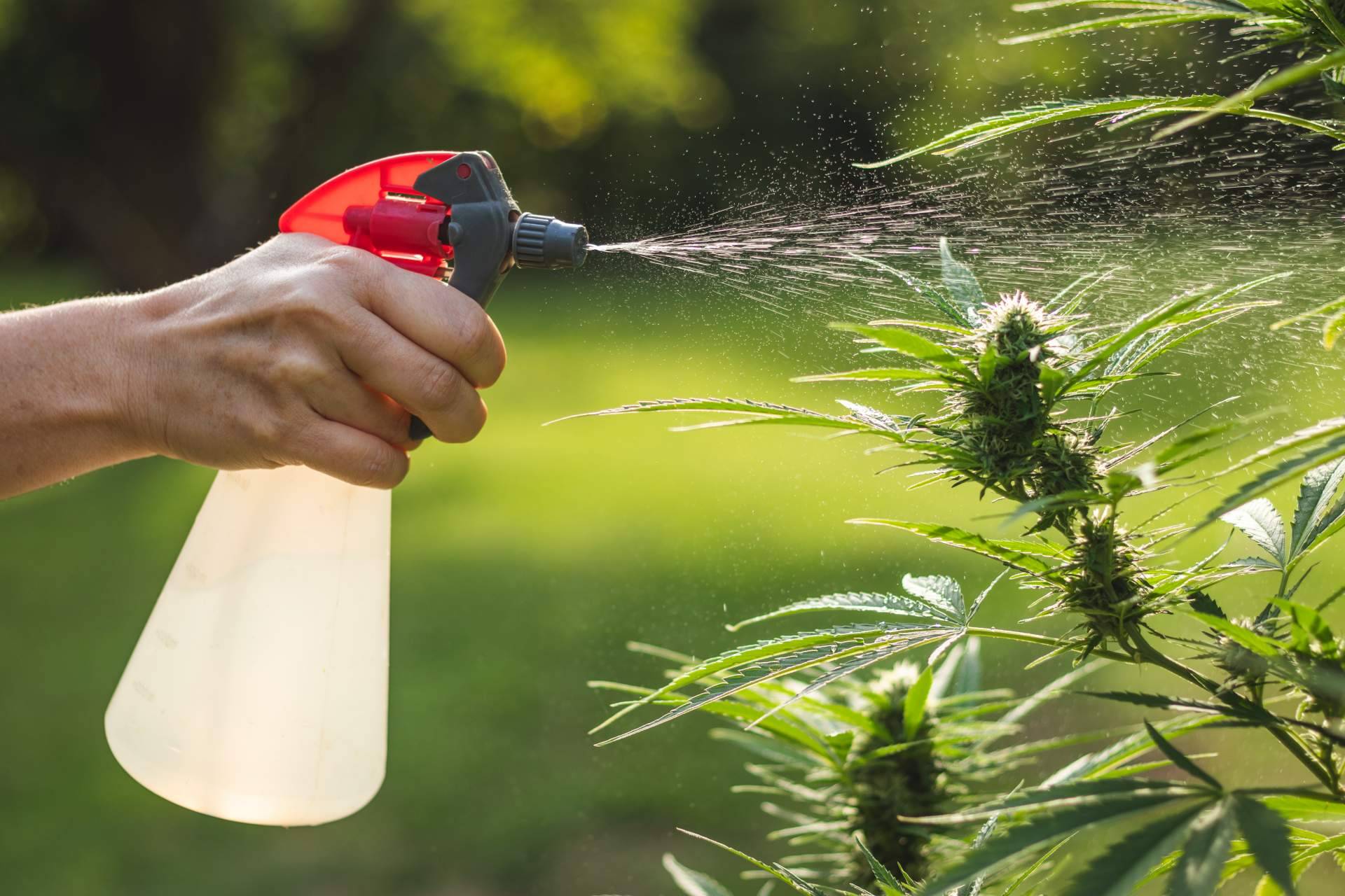 Fertihouse dispone de abonos orgánicos para el cultivo de cannabis