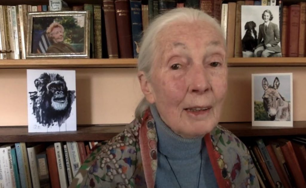 Foto de Jane Goodall