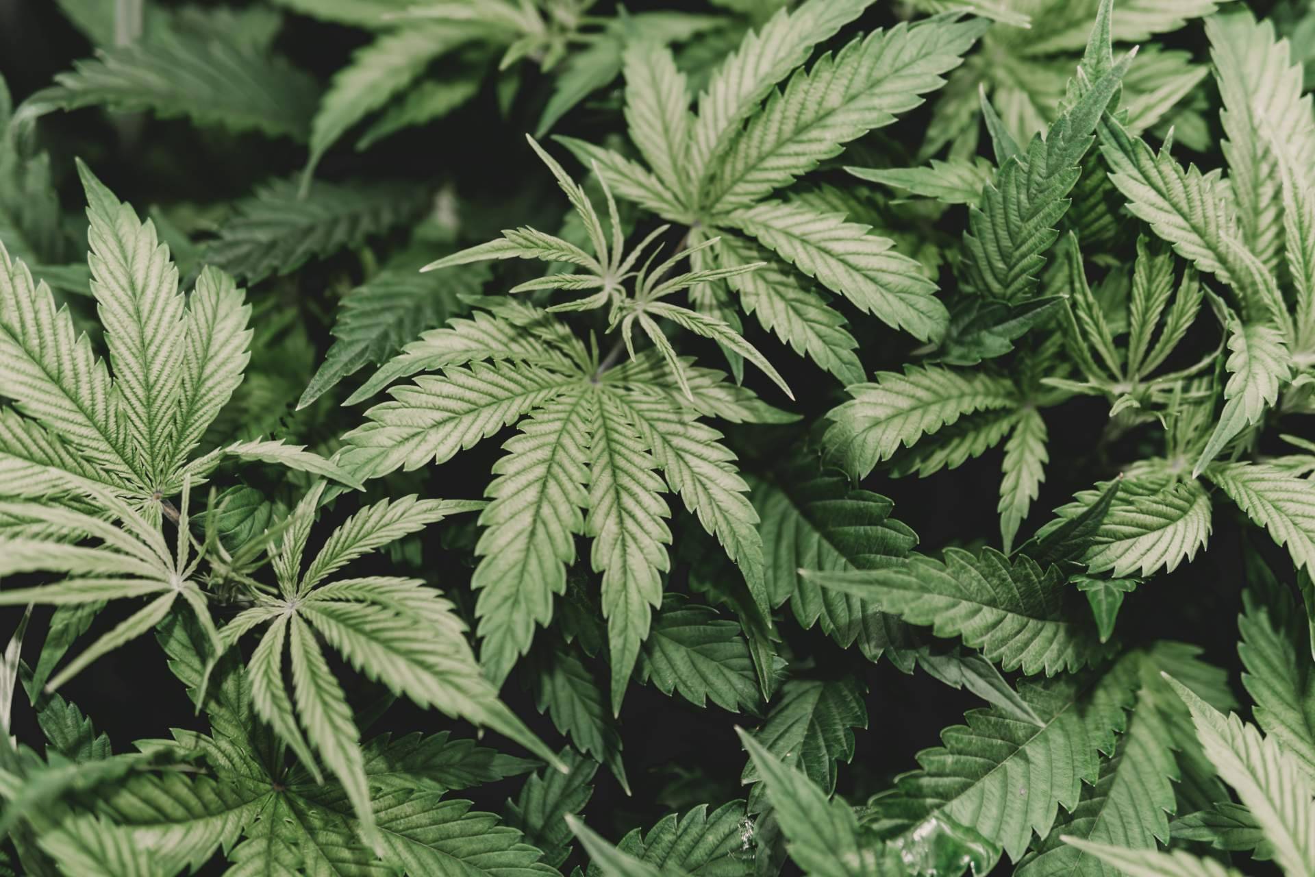 Una web educativa sobre el cannabis en Barcelona, Cannabisbarcelona.com
