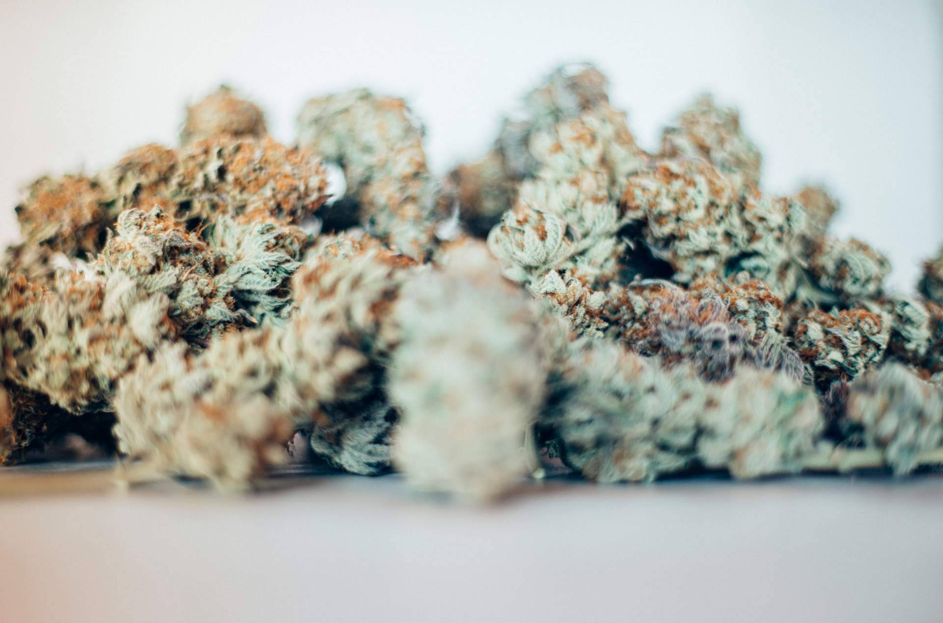 Obtener el Pack flores CBD degustación de Bee Products